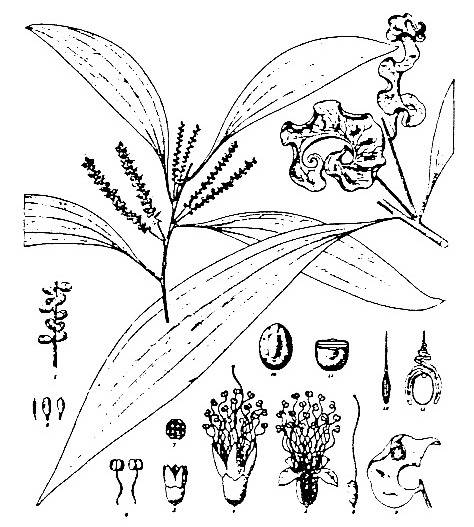 Acacia auriculiformis drawing