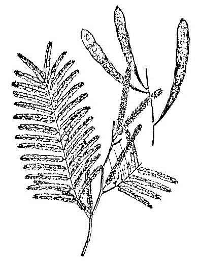 Acacia catechu drawing