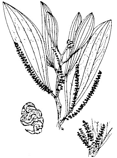 Acacia mangium drawing