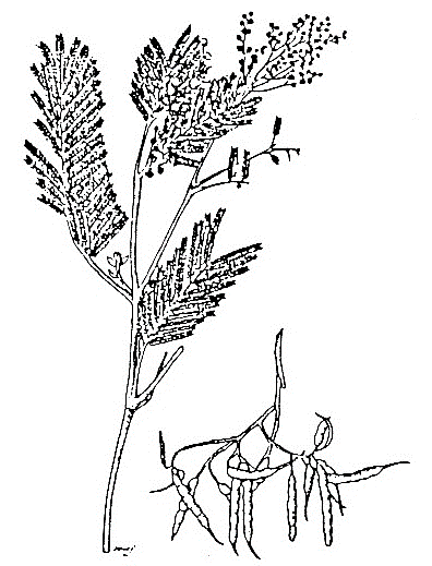 Acacia mearnsii drawing