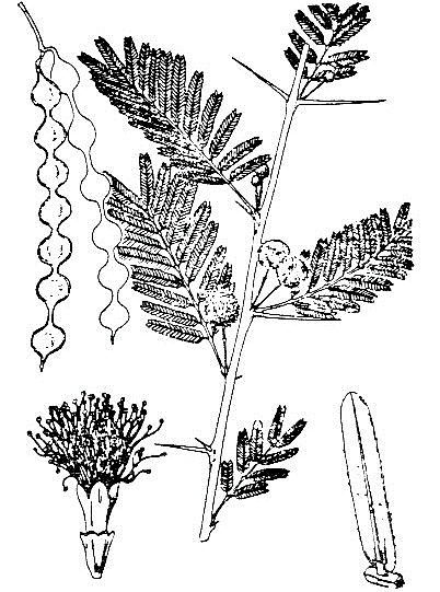 Acacia nilotica drawing