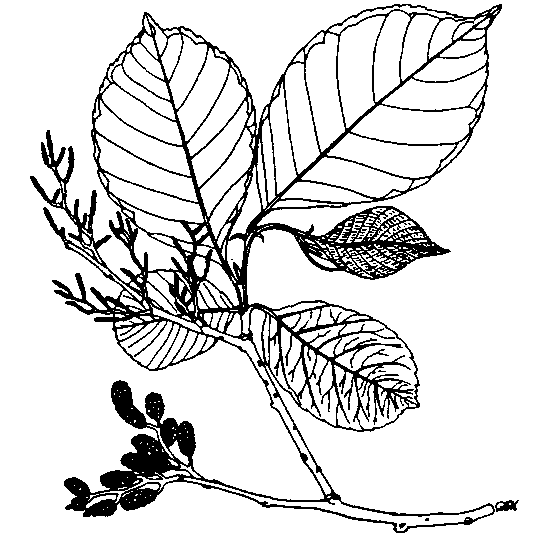 Drawing of Alnus nepalensis shoot