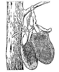 Artocarpus heterophyllus