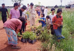 collectingseedlings